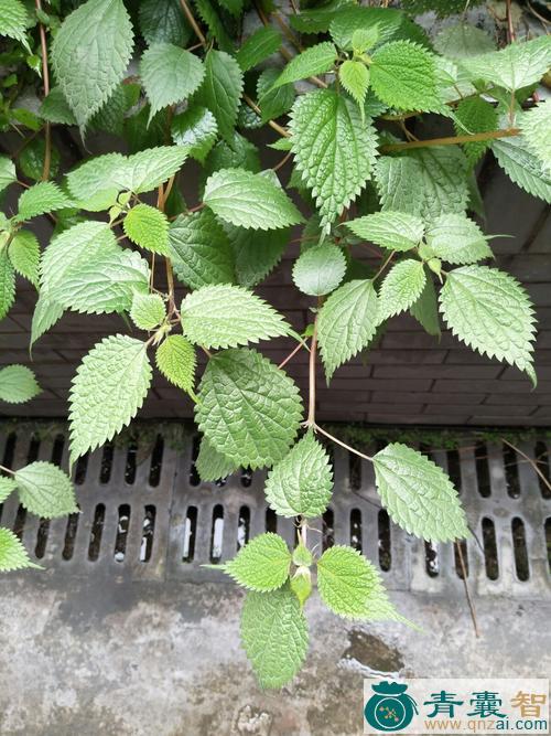 小赤麻的性味归经以及功效用法-青囊智