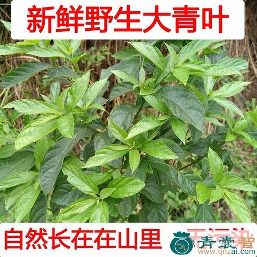 中药材小路边站图片
