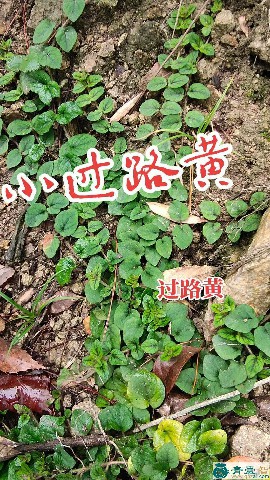 小过路黄的性味归经以及功效用法-青囊智