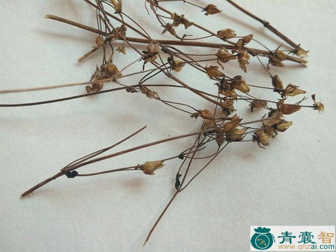 中药材小迷马桩图片