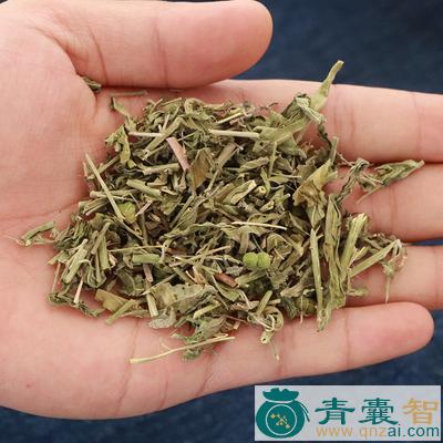 中药材小透骨草图片