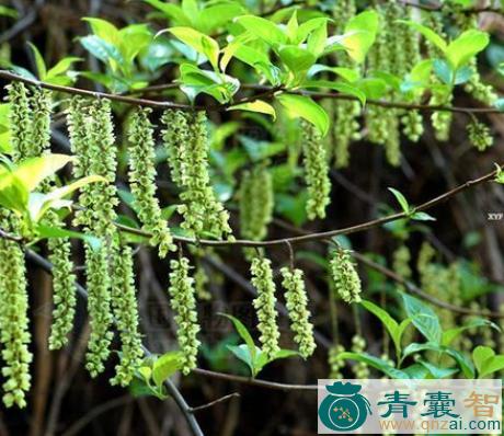 中药材小通草叶图片