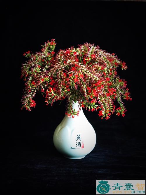 小酒瓶花-青囊智