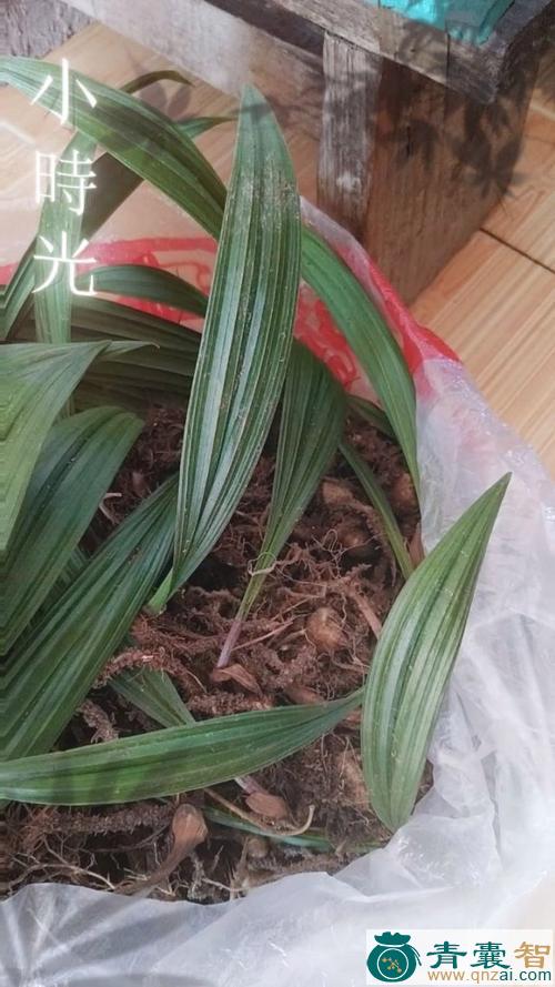 小野芋的性状性味归经以及功效用法和注意事项-青囊智