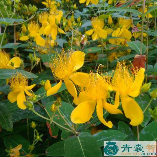 中药材小金丝桃图片