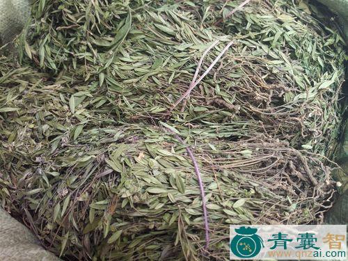 中药材小金瓜管图片