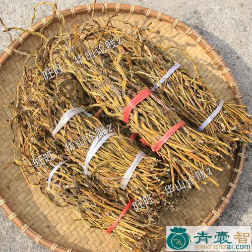 中药材小金钗图片
