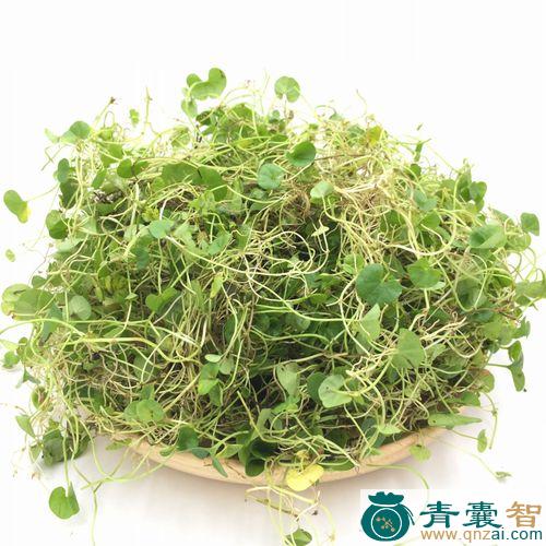 中药材小金钱草图片