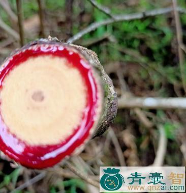 中药材小铁藤图片