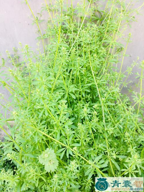 中药材小锯子草图片