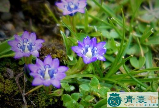 中药材小雪里梅图片