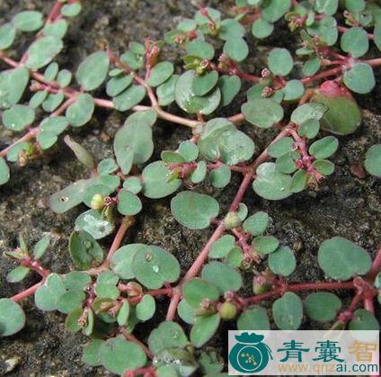 小飞扬的性味归经以及功效用法-青囊智