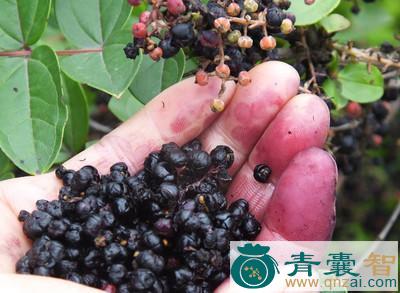 中药材小马桑图片