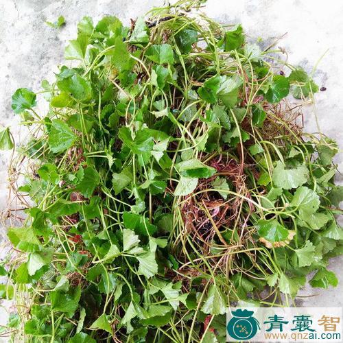 中药材小马蹄草图片