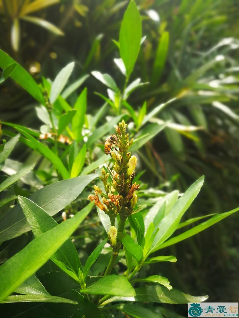 中药材小驳骨图片