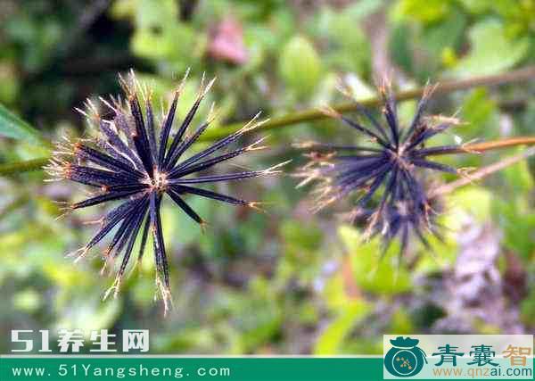 中药材小鬼叉图片