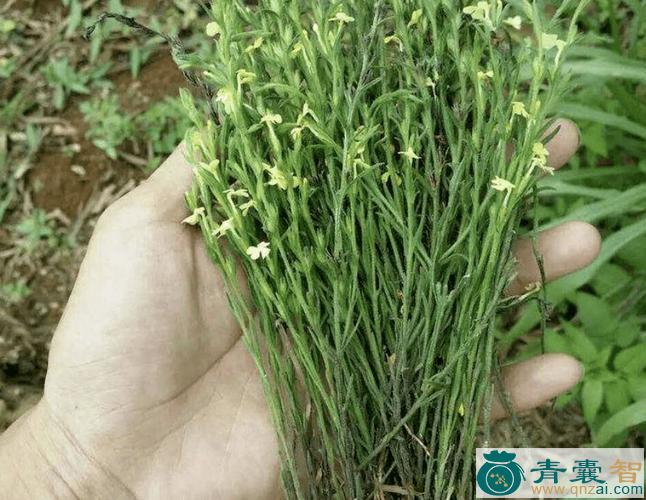 中药材小鸟金草图片