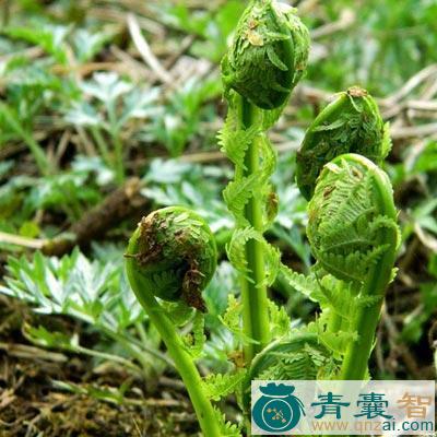 中药材小鸡娃菜图片