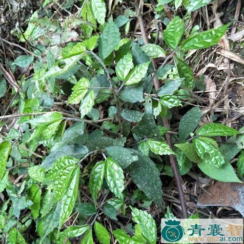 中药材小麻叶图片