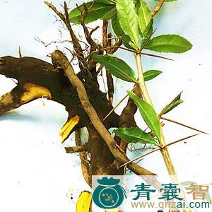 小黄檗刺-青囊智