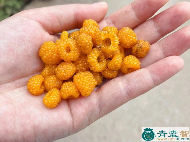 中药材小黄泡图片