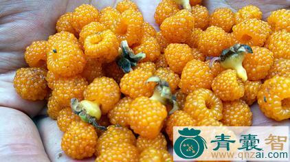 中药材小黄泡刺图片