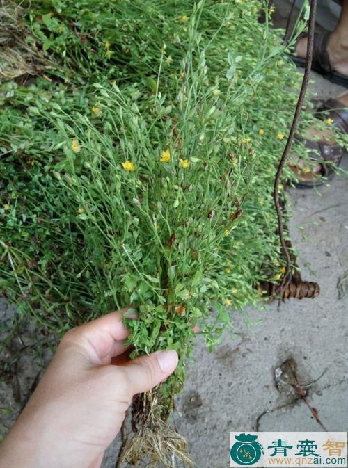 中药材小黄花草图片