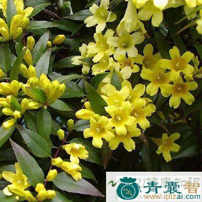 中药材小黄馨图片