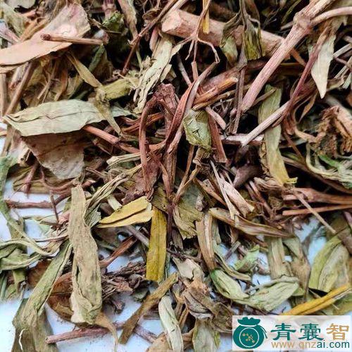 少年劳的性状性味归经以及功效用法-青囊智