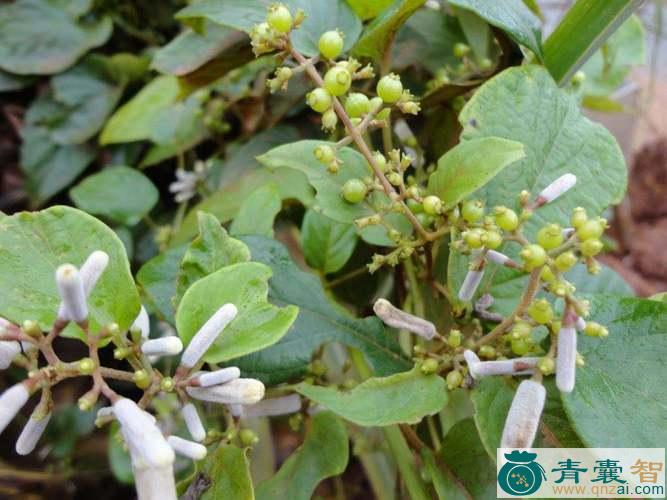 中药材少花腰骨藤图片