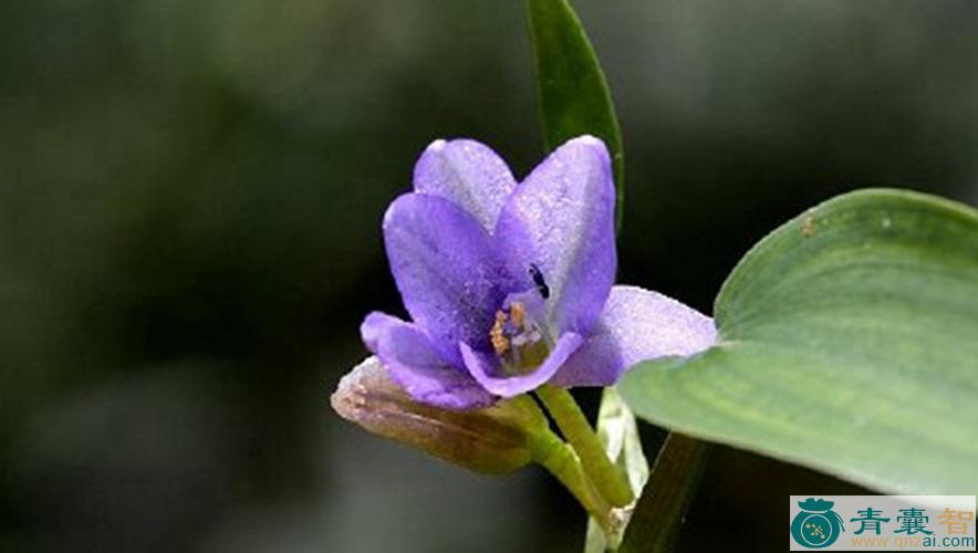 中药材少花鸭舌草图片