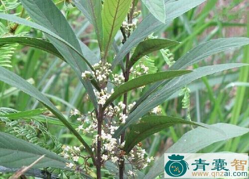 中药材尖凤尾图片