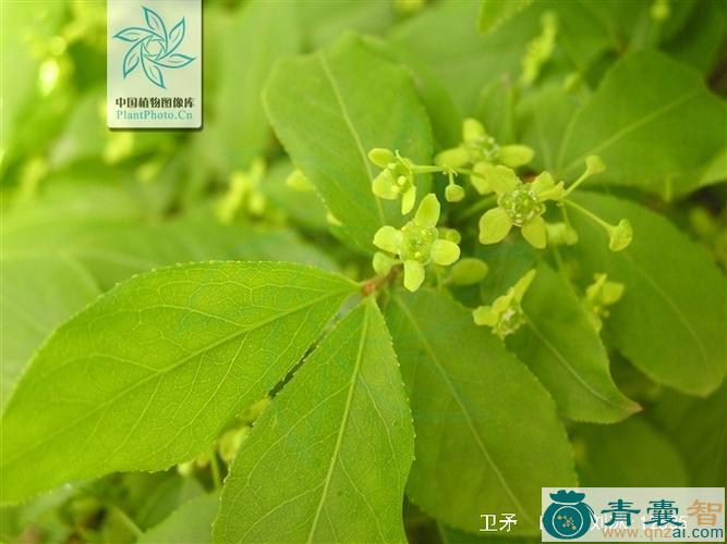 尖叶爬行卫矛的性状性味归经以及功效用法和注意事项-青囊智