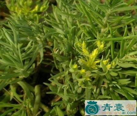中药材尖叶石指甲图片