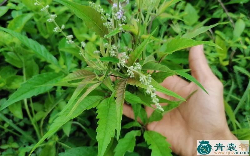 中药材尖叶脚疗草图片