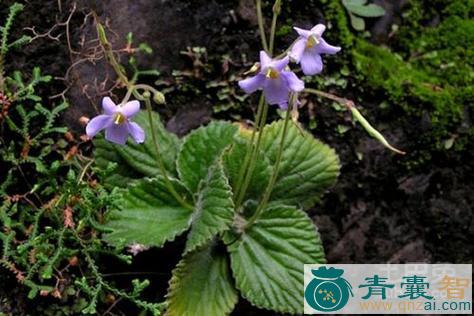 中药材尖板猫儿草图片