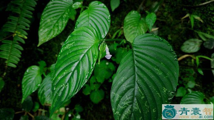 中药材尖舌苣苔图片