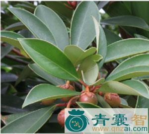 尖萼厚皮香的性味归经以及功效用法-青囊智