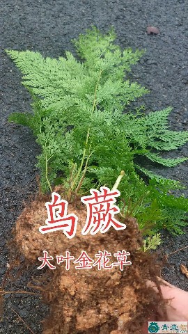 尖金花的性状性味归经以及功效用法和注意事项-青囊智