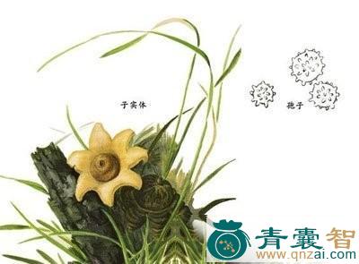 中药材尖顶地星图片