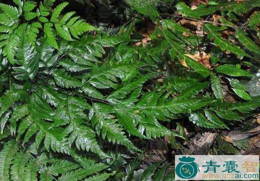 中药材尖齿耳蕨图片