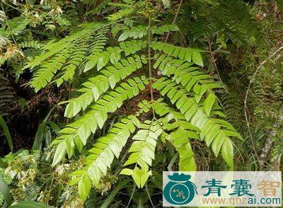 中药材尿桶公图片