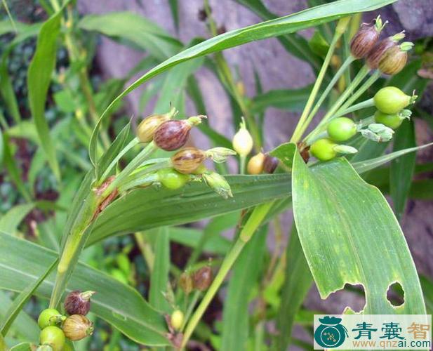 中药材尿珠根图片
