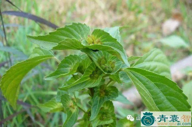 屈屈的性状性味归经以及功效用法和注意事项-青囊智