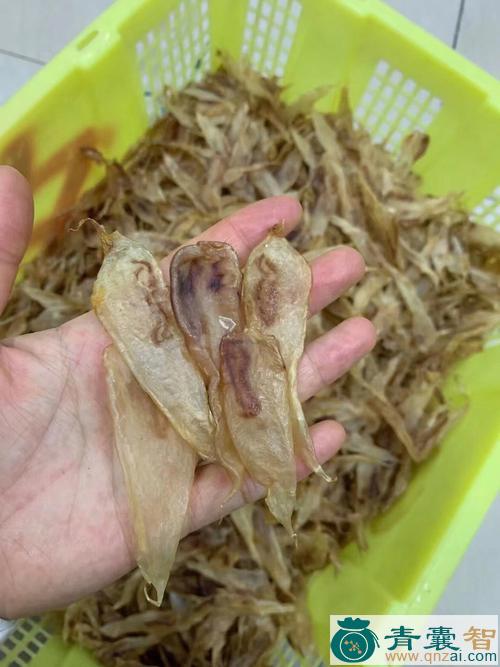 中药材屈胶仔图片