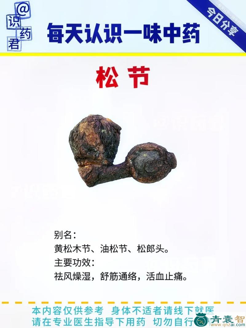 中药材屋松图片
