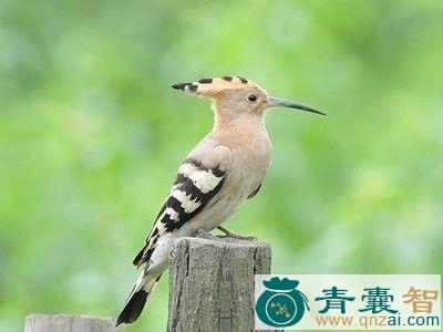 中药材屎咕咕图片