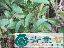 中药材山上虎图片