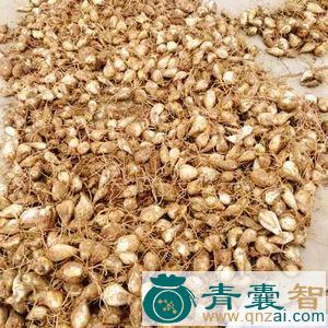 中药材山丹根图片