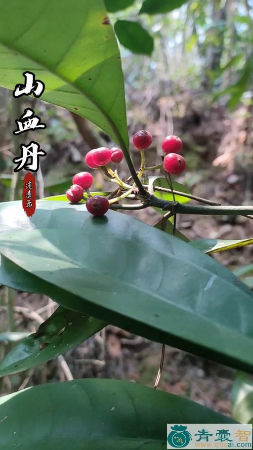 中药材山丹草图片